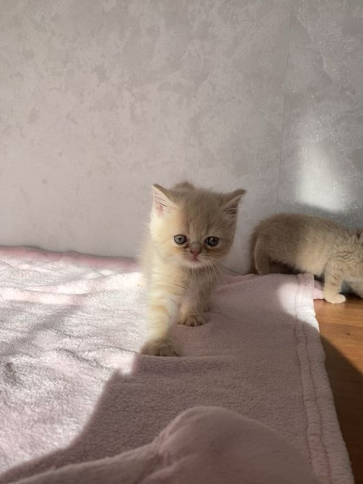 Британські кошеня