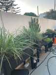 Mais de 30 plantas e caixas