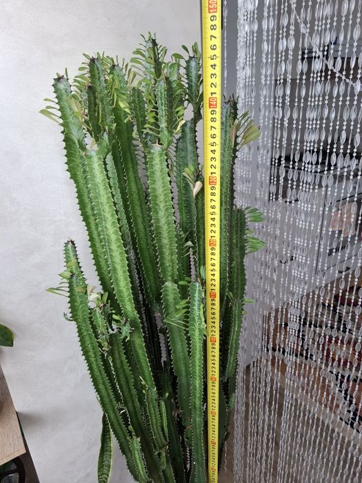 Вазон, висота 1.5 м.