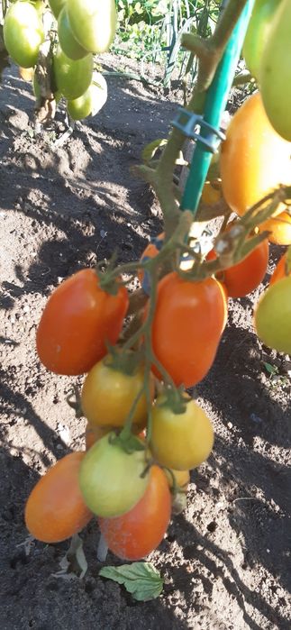 Nasiona pomidorów-zestaw