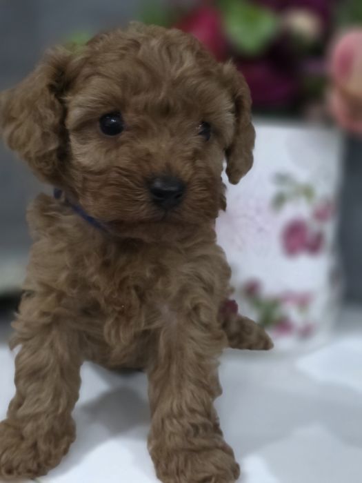 Pudel Toy/miniaturka suczka bad genetyczne kolor Red