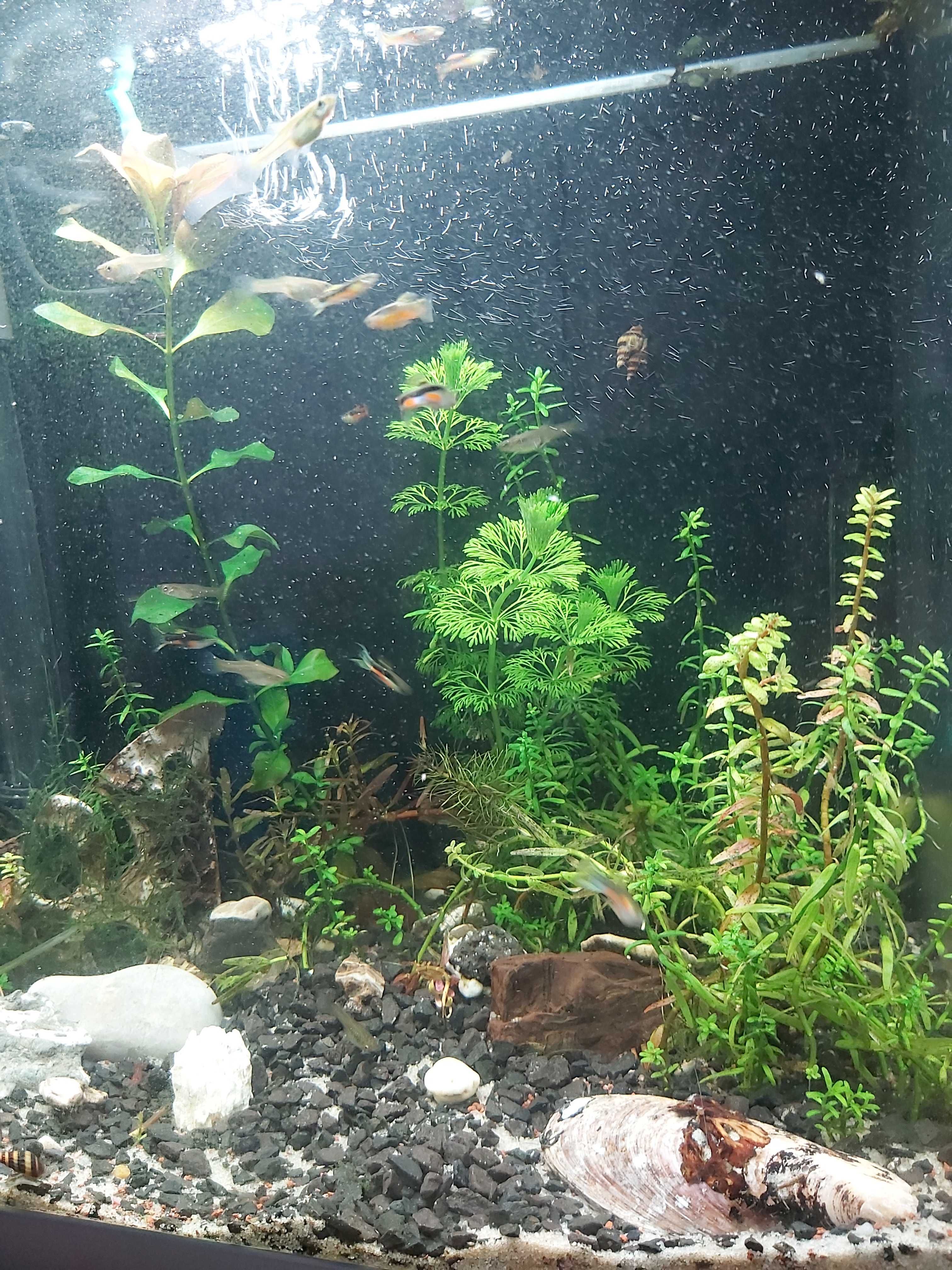 Akwarium Tetra 30l. z życiem