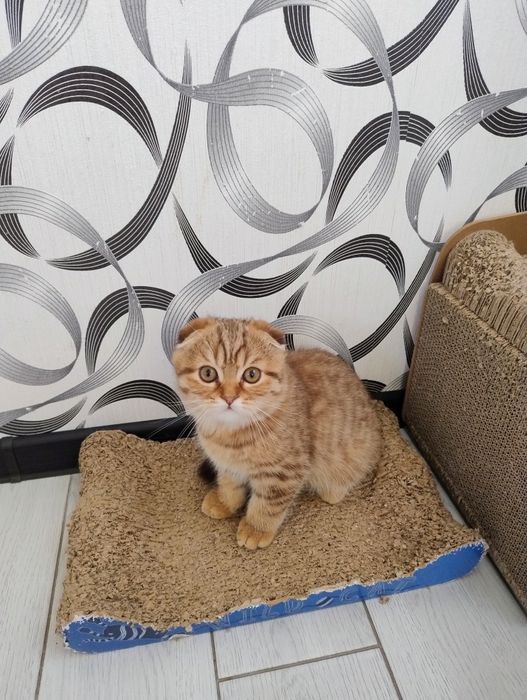 Шотландські кошенята фолд