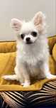 Chihuahua Femea Pelo Comprido