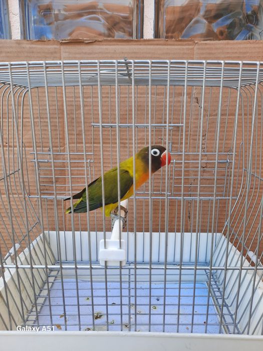 Agapornis Personata 2025 mais gaiola