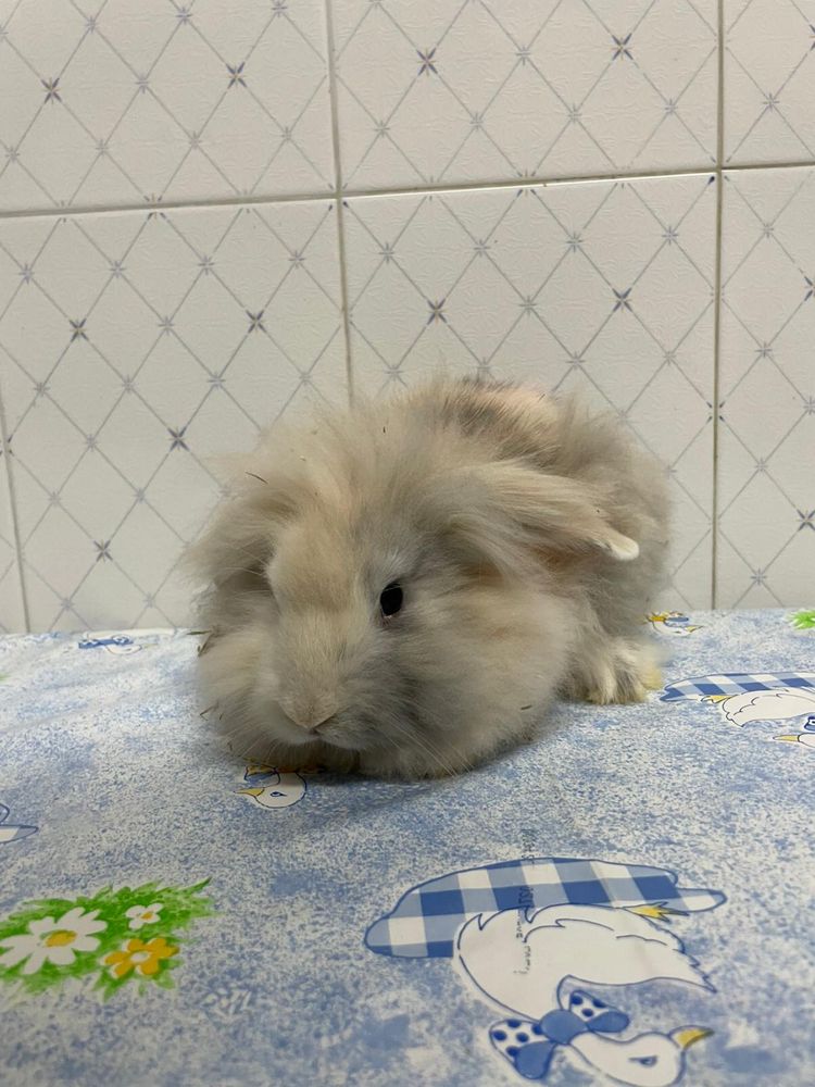 Coelho holandês orelhudo