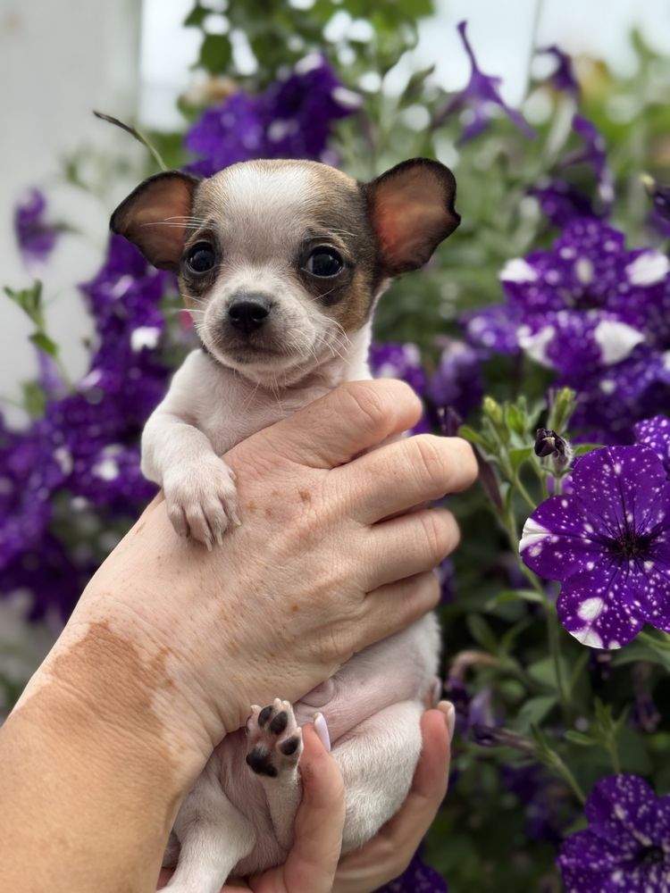 Chuchuahua piesek