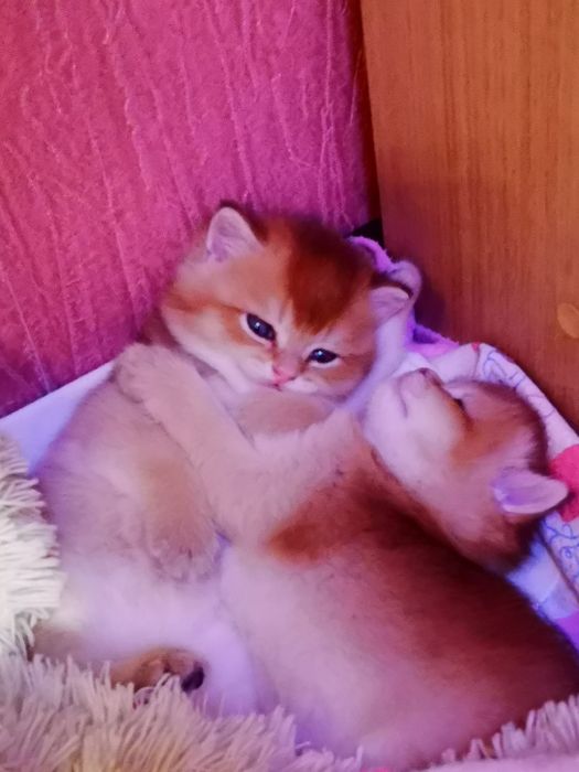 Котята  Британская золотая. Бронь.