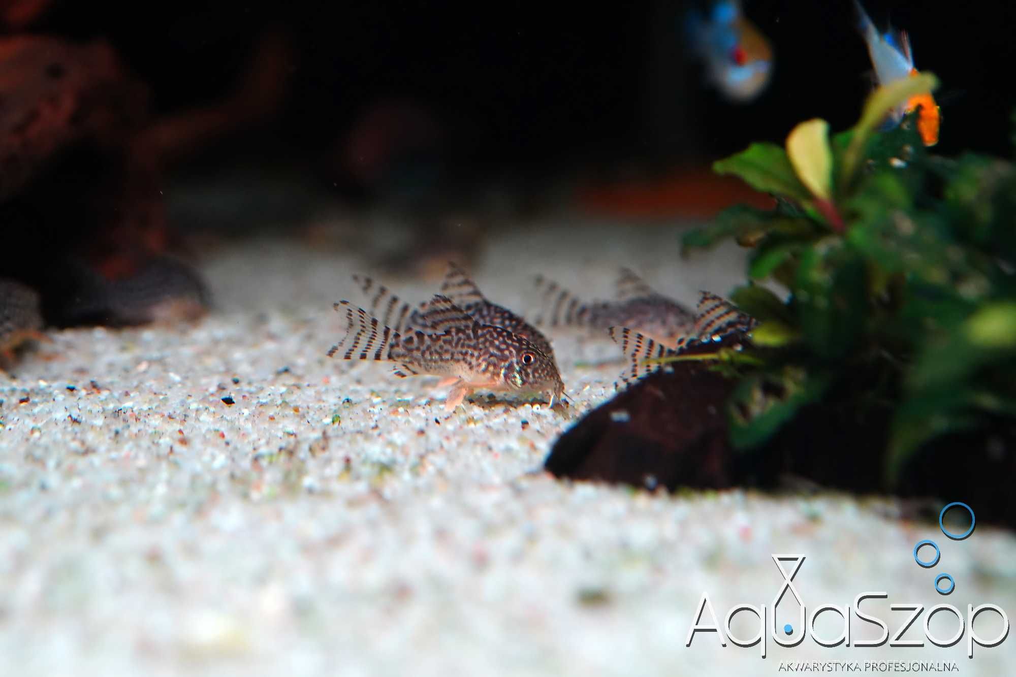 Kirys Sterby (Corydoras sterbai). AQUASZOP
