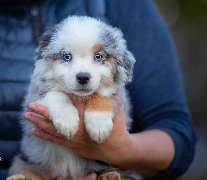 Miniaturowy Amerykański Owczarek (Miniatura Australijczyka