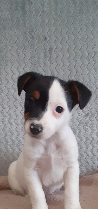 Jack Russell terrier- suczka