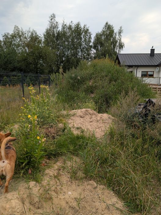 Oddam ziemię za darmo