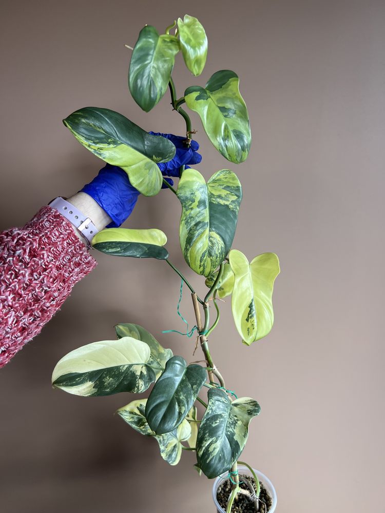 Philodendron Bipennifolium Variegata