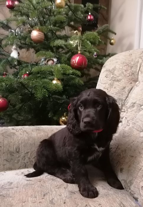 Płochacz niemiecki wachtelhund