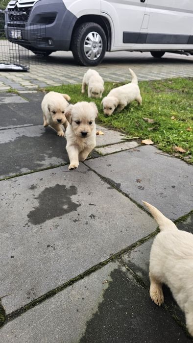 Golden Retriever szczeniak szczeniaki suczka