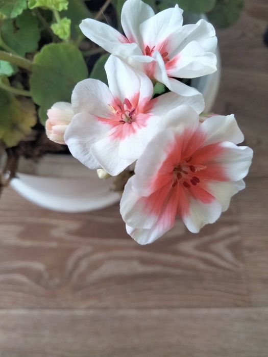 Традесканція , ехеверія, пеларгонія