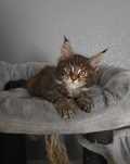 Kotka Maine Coon