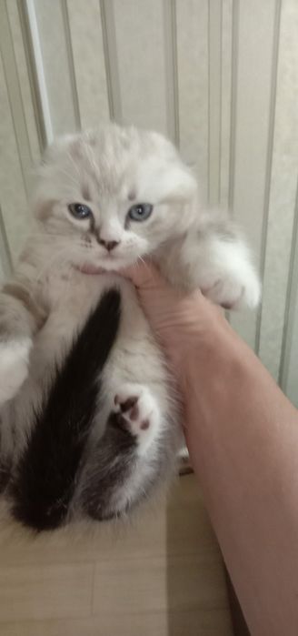 Продаются котята