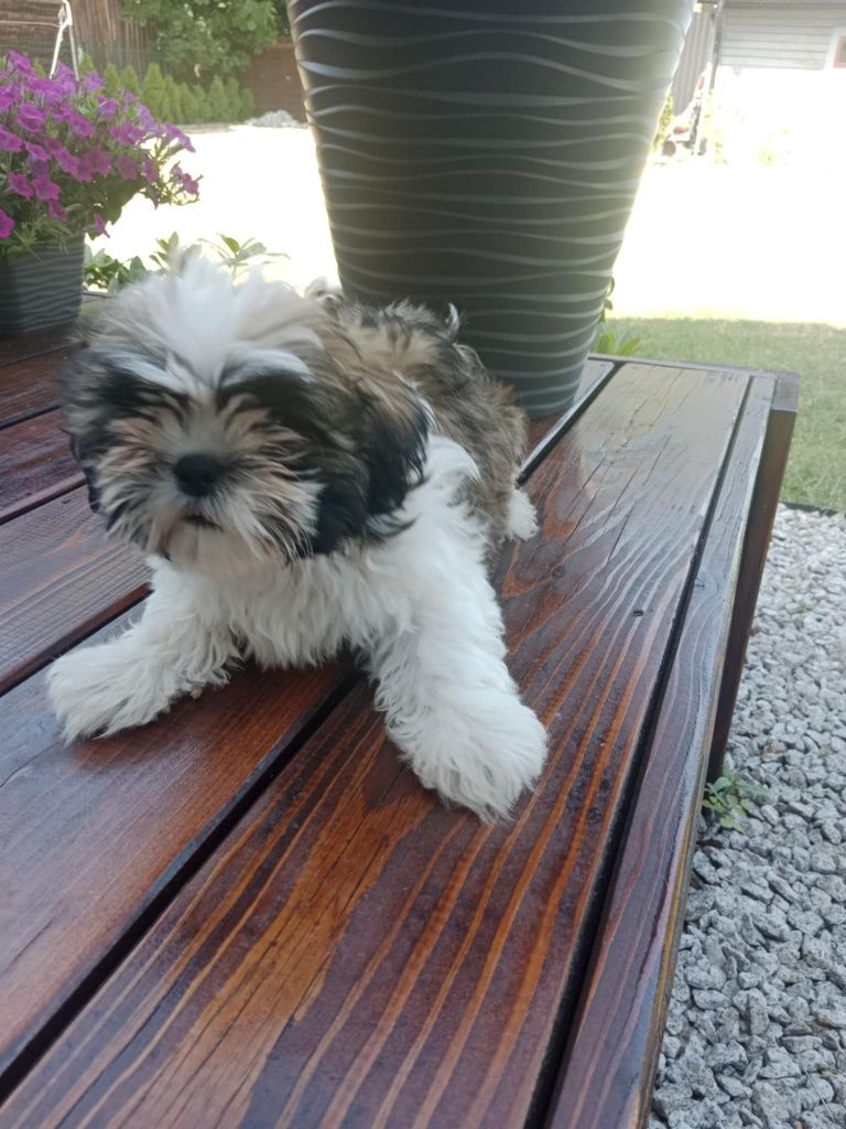 Shihtzu śliczny chlopczyk