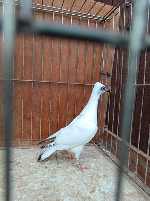 Wiedeński Lotny,Wiedeńskie