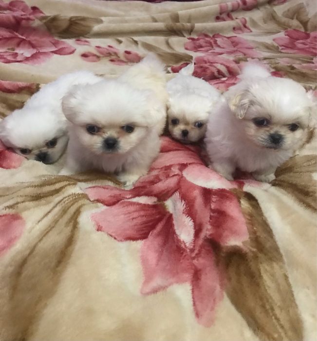 Продаються пікінеси