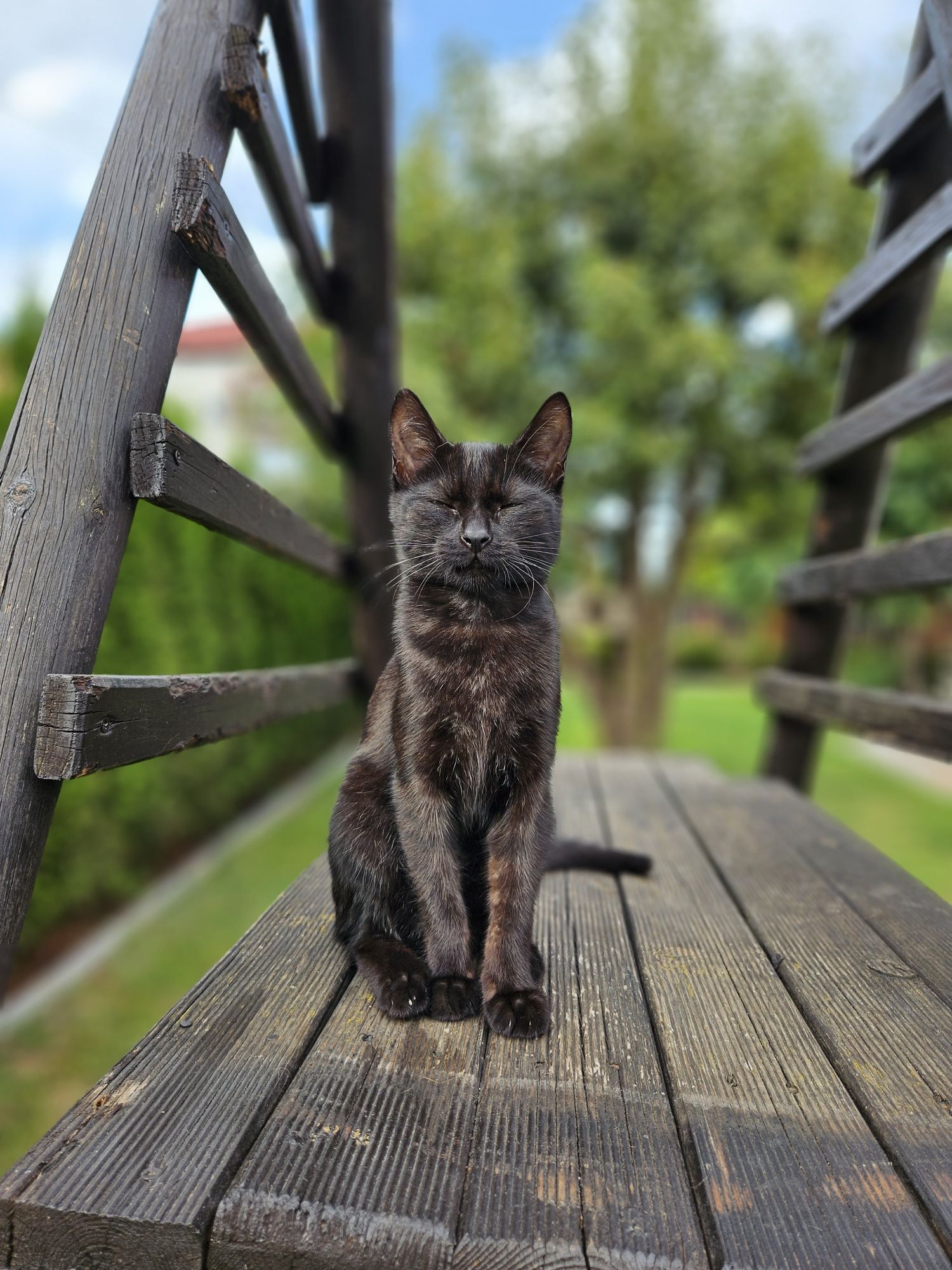 Opieka nad zwierzętami wakacyjna, urlopowa. Petsitter hotel dla psów