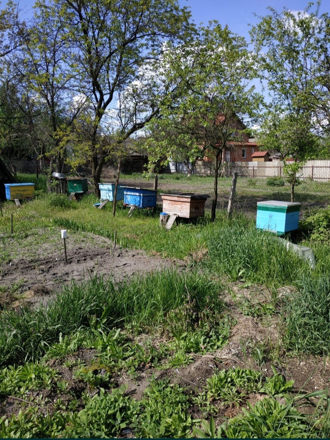 Продам пчёл,  пчелосемьи