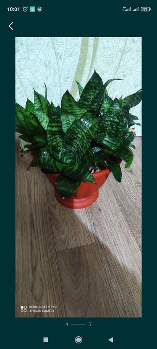 Сансевиерия или Тёщин язык цветок