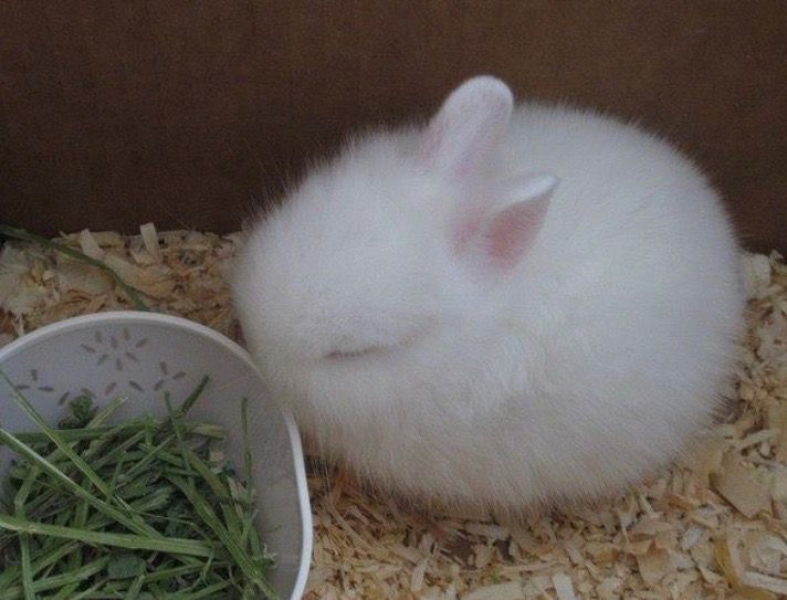 Декоративные кролики возраст 3 недели