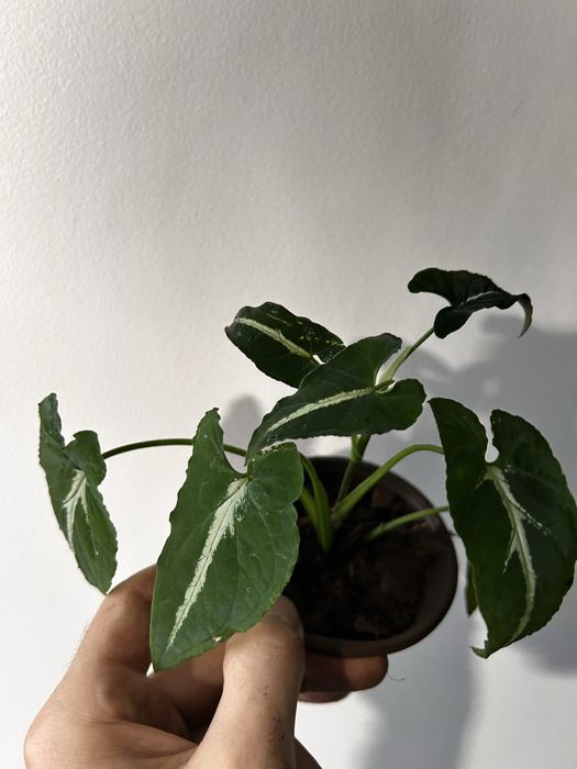 Syngonium wendlandii