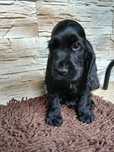 Cocker Spaniel Angielski