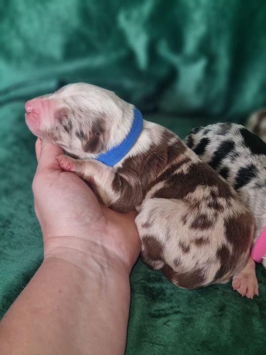 * * * piesek * * * blue merle tricolor Border Collie