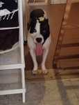 Pit bull 2 anos de idade  doacao