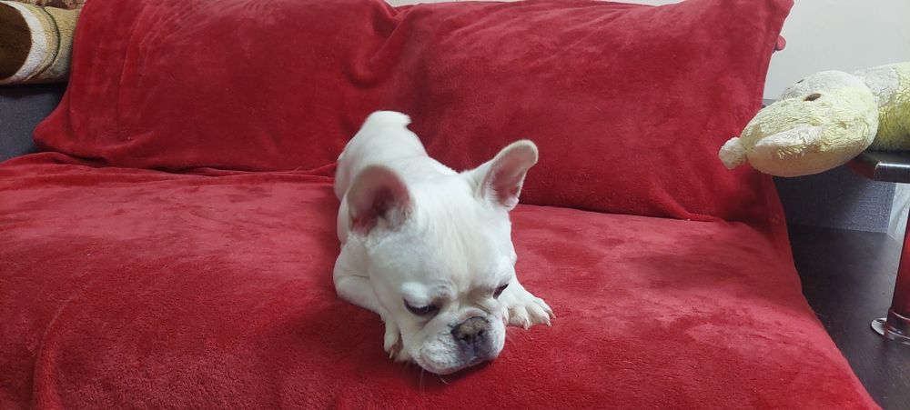 Платинова франечка