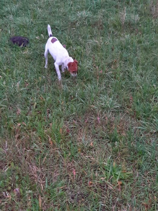 Jack Russell Terrier - suczka