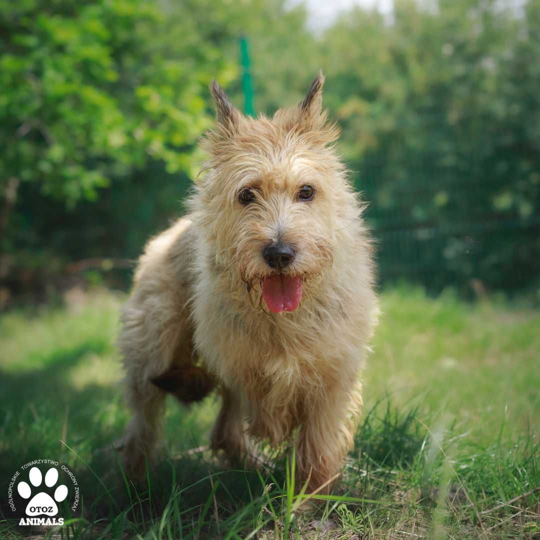 Adoptuj uroczą sunię Nalę!