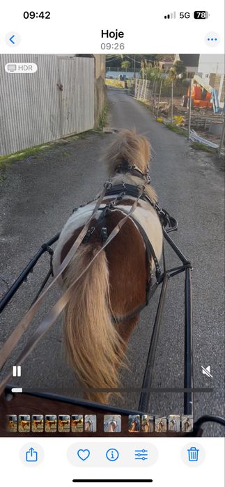 Ponei 4 anos mini cavalo