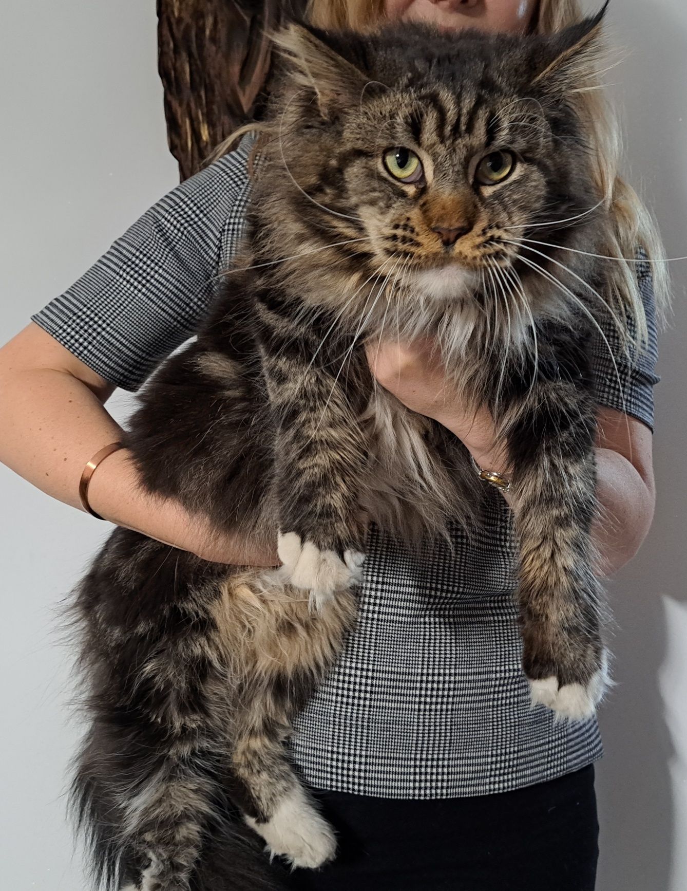 Kotka niebieska srebro MaineCoon