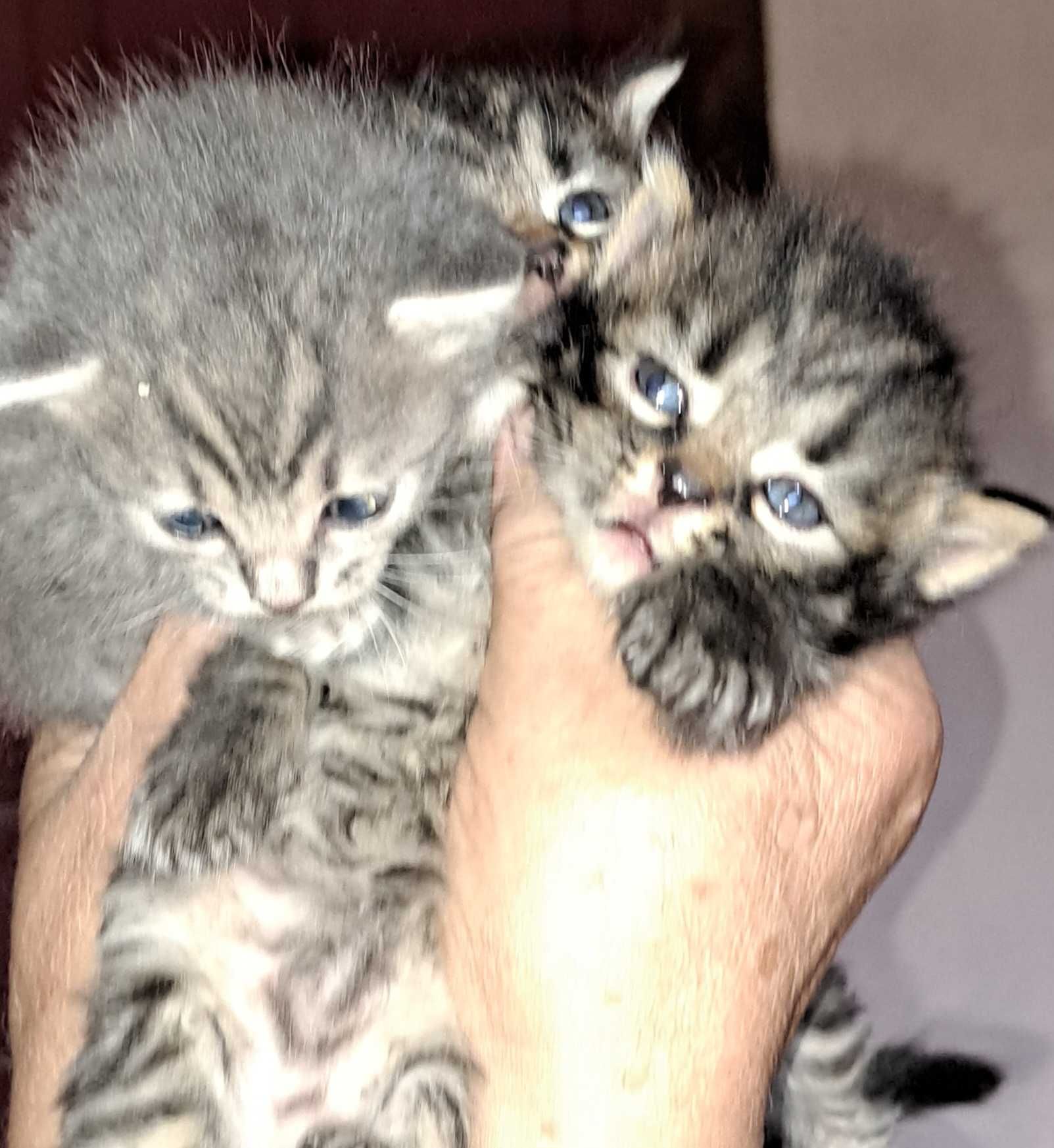Кошинята Британці 1,5місяця.Шукають люблячу родину.