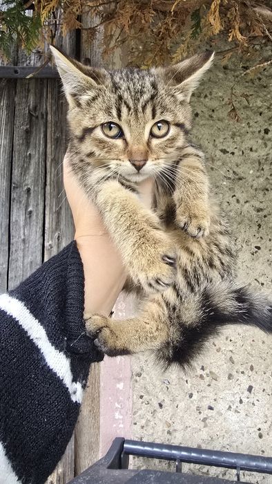 Oddam kotki 2 miesieczne