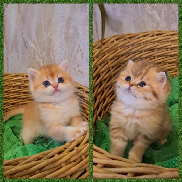 Шотландские медвежьего типа котята