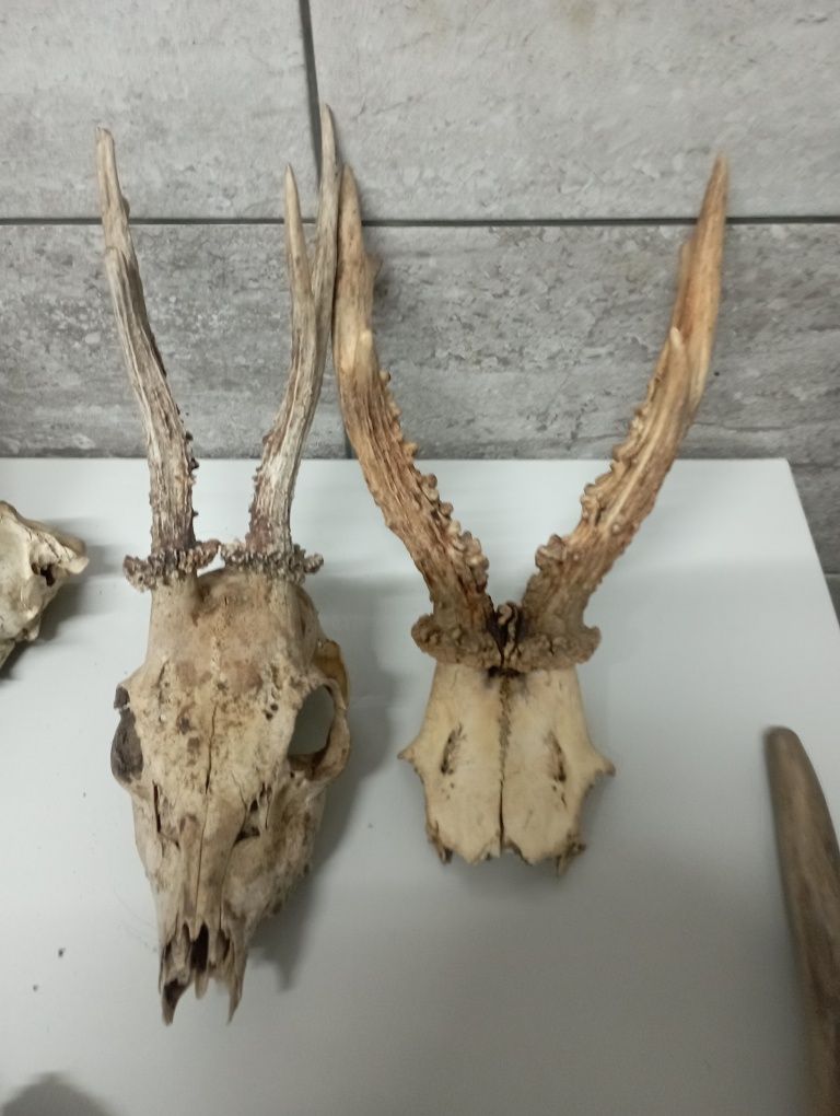 czaszki parostki poroże jelenia