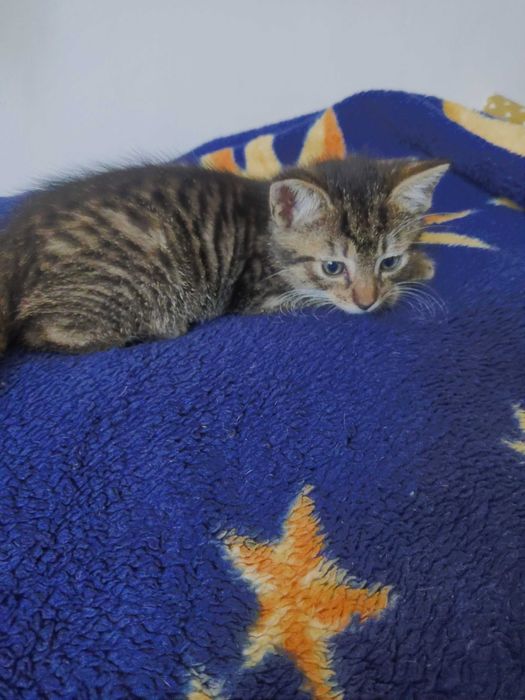 Kotki szukają domu.