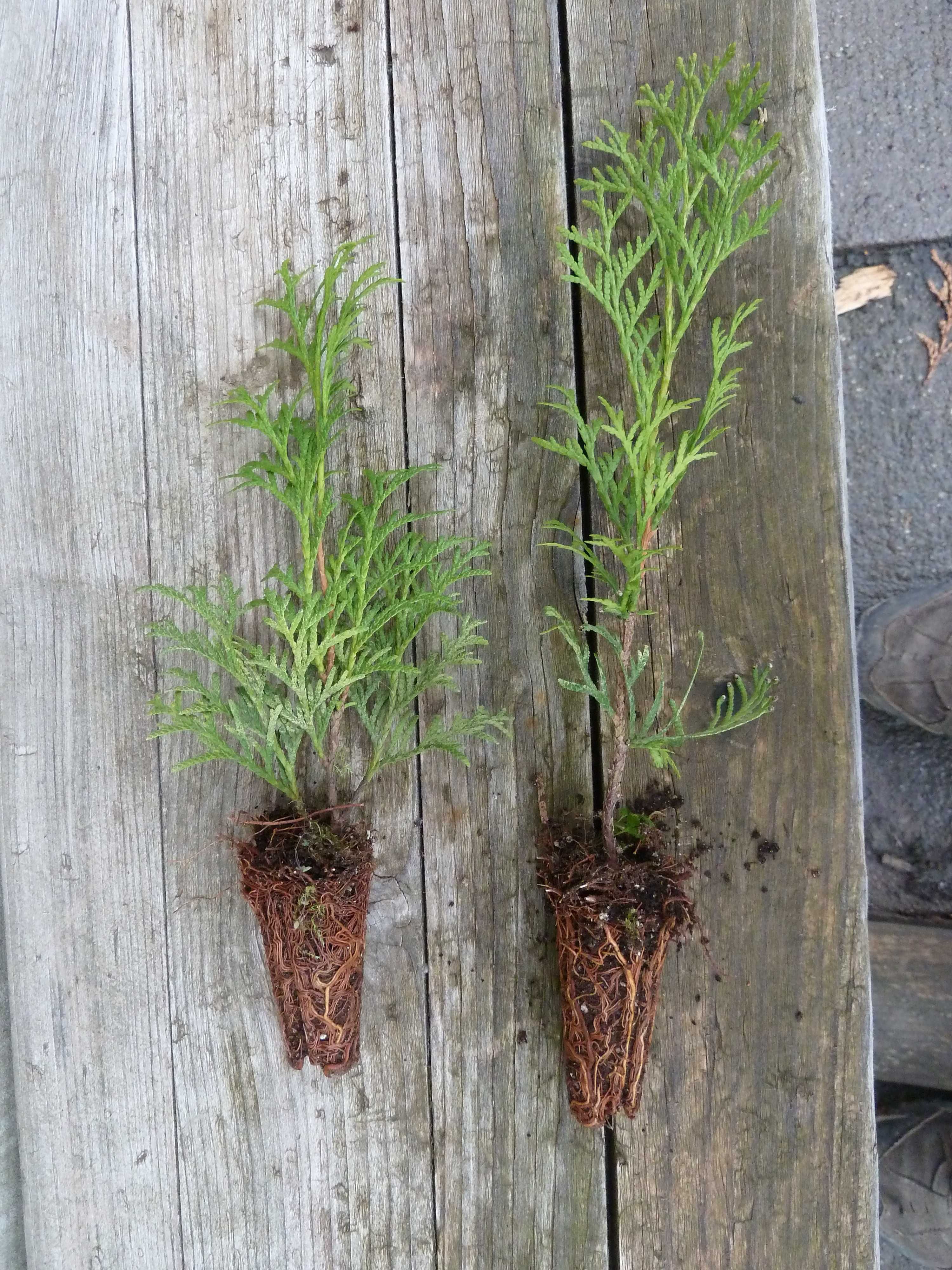 thuja smaragd tuja szmaragd sadzonki multiplat 2-letnie -1,3 zł sztuka