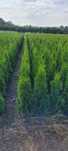 Tuja Smaragd 120 cm tuje laurowiśnia novita 100 thuja szmaragd wrocław