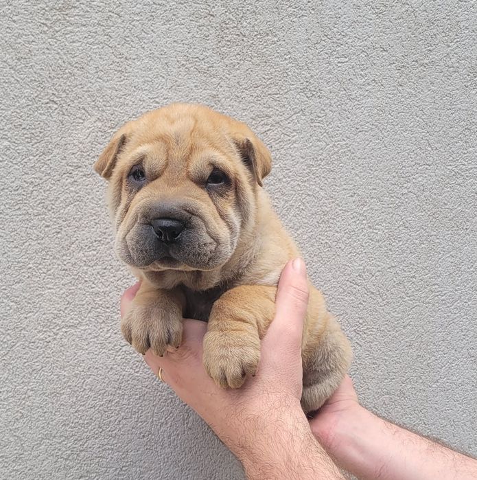 Cachorrinho sharpei bebé