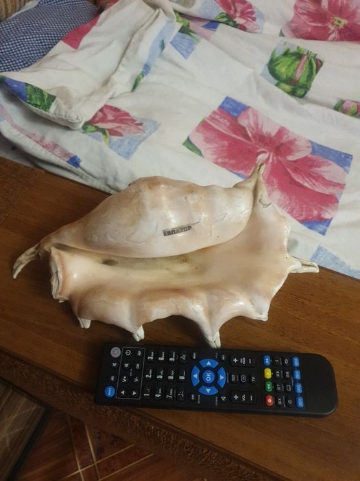 Продам ракушку большую.