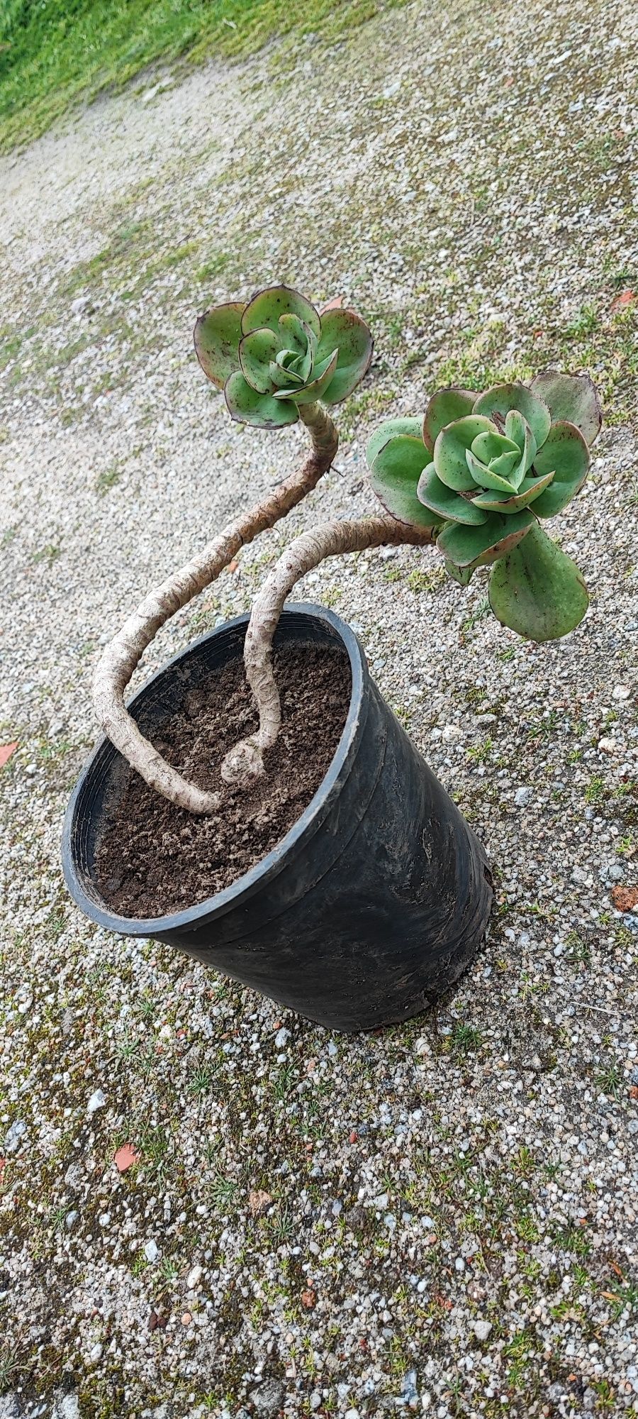 Planta suculenta