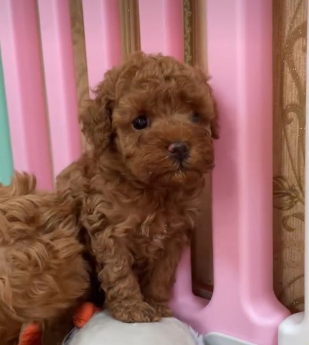 Красавчік  дуже лагідний .той пудель