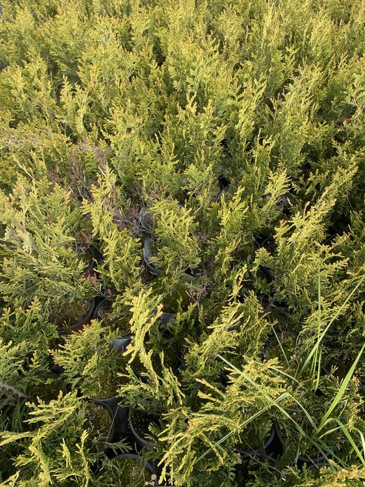 Sprzedam th Kórnik  wysokos 40-50cm Cena 4,5 zl